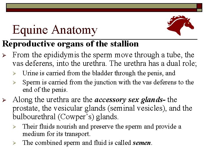 Equine Anatomy Reproductive organs of the stallion Ø From the epididymis the sperm move