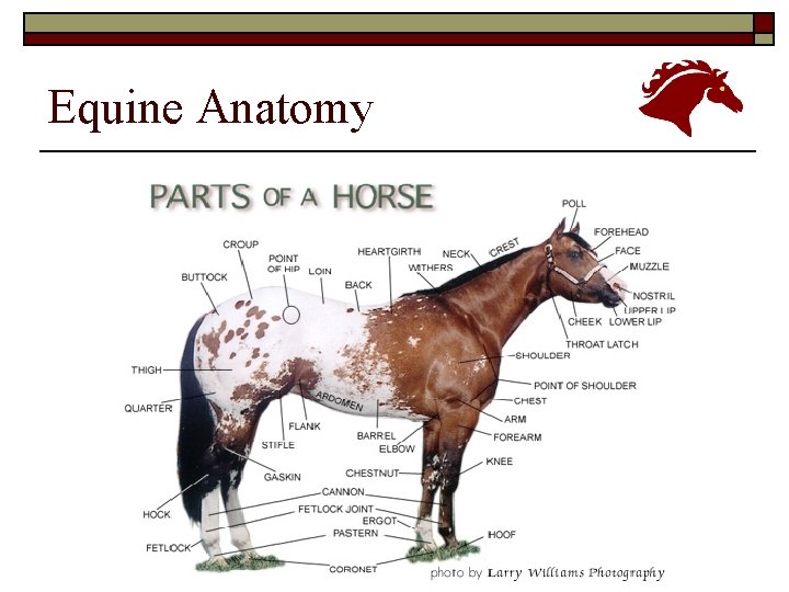 Equine Anatomy 