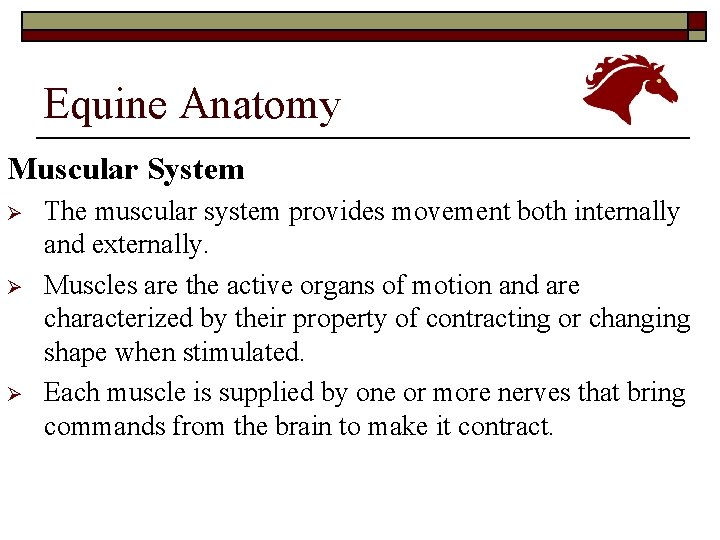 Equine Anatomy Muscular System Ø Ø Ø The muscular system provides movement both internally
