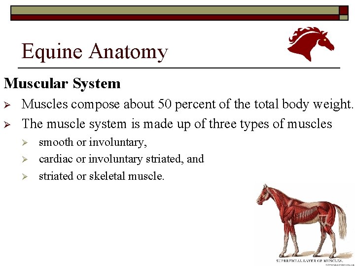 Equine Anatomy Muscular System Ø Ø Muscles compose about 50 percent of the total