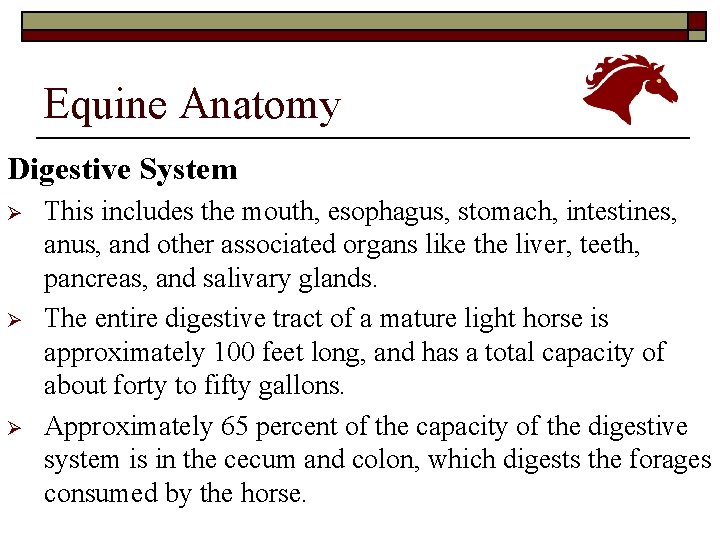 Equine Anatomy Digestive System Ø Ø Ø This includes the mouth, esophagus, stomach, intestines,