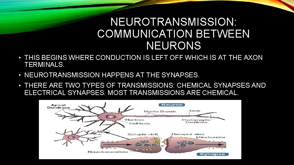 NEUROTRANSMISSION: COMMUNICATION BETWEEN NEURONS • THIS BEGINS WHERE CONDUCTION IS LEFT OFF WHICH IS