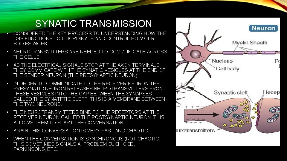 SYNATIC TRANSMISSION • CONSIDERED THE KEY PROCESS TO UNDERSTANDING HOW THE CNS FUNCTIONS TO