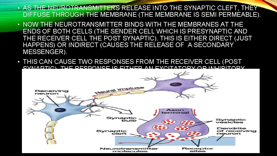  • AS THE NEUROTRANSMITTERS RELEASE INTO THE SYNAPTIC CLEFT, THEY DIFFUSE THROUGH THE