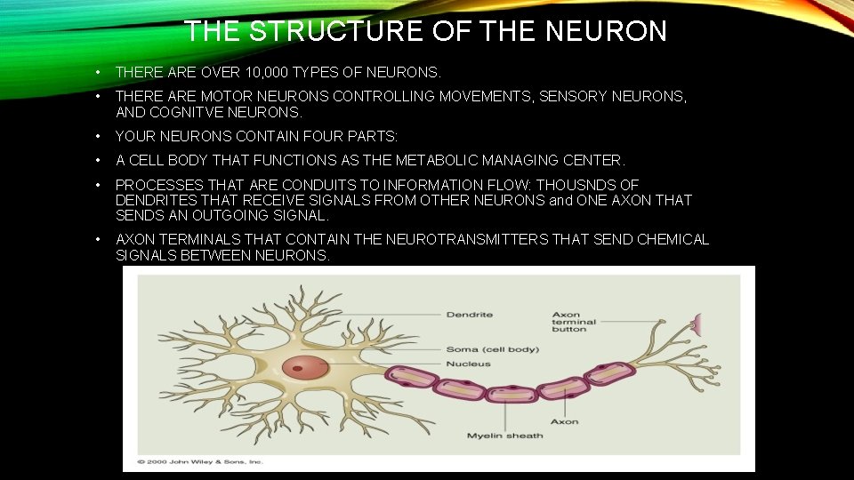 THE STRUCTURE OF THE NEURON • THERE ARE OVER 10, 000 TYPES OF NEURONS.