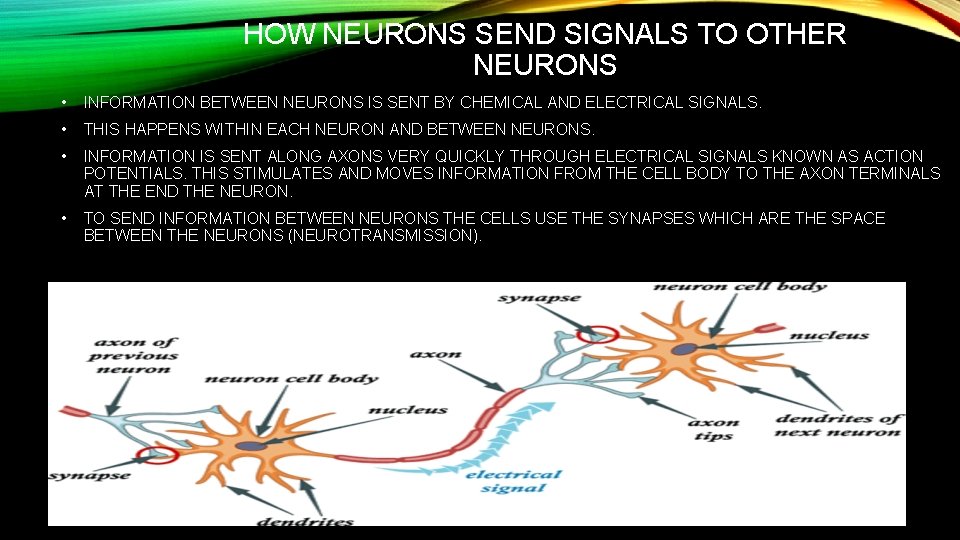 HOW NEURONS SEND SIGNALS TO OTHER NEURONS • INFORMATION BETWEEN NEURONS IS SENT BY