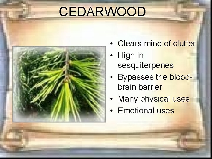 CEDARWOOD • Clears mind of clutter • High in sesquiterpenes • Bypasses the bloodbrain CEDARWOOD • Clears mind of clutter • High in sesquiterpenes • Bypasses the bloodbrain