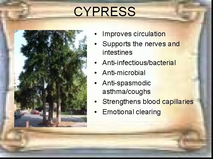 CYPRESS • Improves circulation • Supports the nerves and intestines • Anti-infectious/bacterial • Anti-microbial CYPRESS • Improves circulation • Supports the nerves and intestines • Anti-infectious/bacterial • Anti-microbial