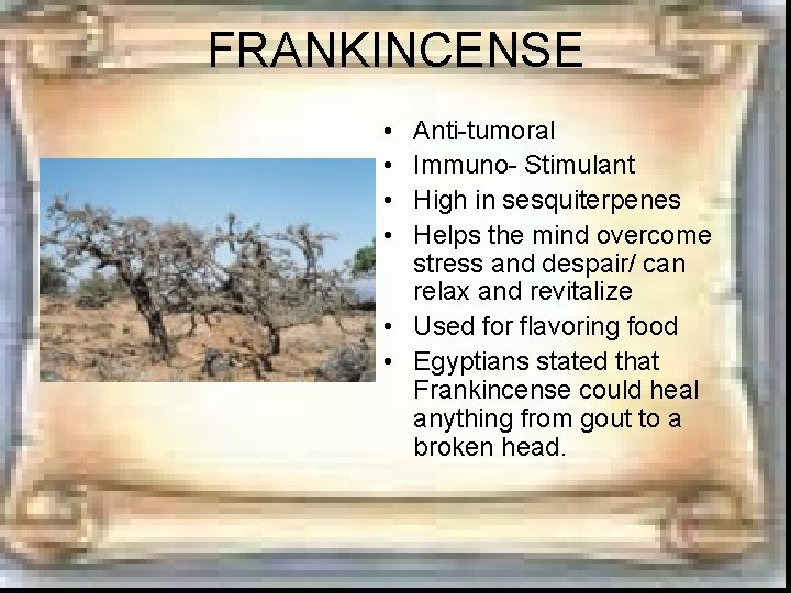 FRANKINCENSE • • Anti-tumoral Immuno- Stimulant High in sesquiterpenes Helps the mind overcome stress FRANKINCENSE • • Anti-tumoral Immuno- Stimulant High in sesquiterpenes Helps the mind overcome stress