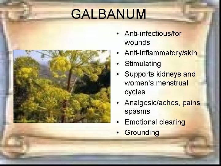 GALBANUM • Anti-infectious/for wounds • Anti-inflammatory/skin • Stimulating • Supports kidneys and women’s menstrual GALBANUM • Anti-infectious/for wounds • Anti-inflammatory/skin • Stimulating • Supports kidneys and women’s menstrual