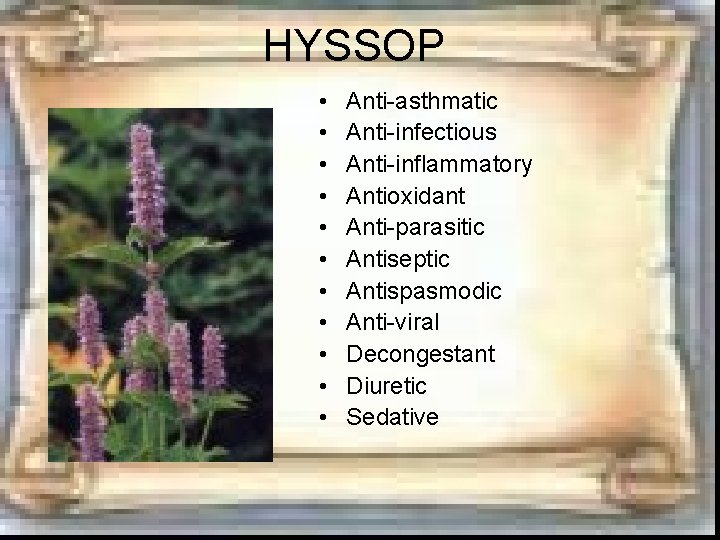HYSSOP • • • Anti-asthmatic Anti-infectious Anti-inflammatory Antioxidant Anti-parasitic Antiseptic Antispasmodic Anti-viral Decongestant Diuretic HYSSOP • • • Anti-asthmatic Anti-infectious Anti-inflammatory Antioxidant Anti-parasitic Antiseptic Antispasmodic Anti-viral Decongestant Diuretic
