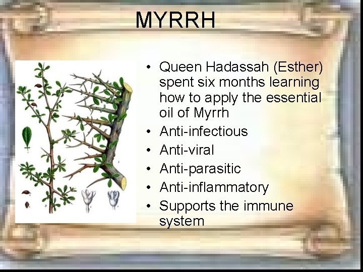 MYRRH • Queen Hadassah (Esther) spent six months learning how to apply the essential MYRRH • Queen Hadassah (Esther) spent six months learning how to apply the essential