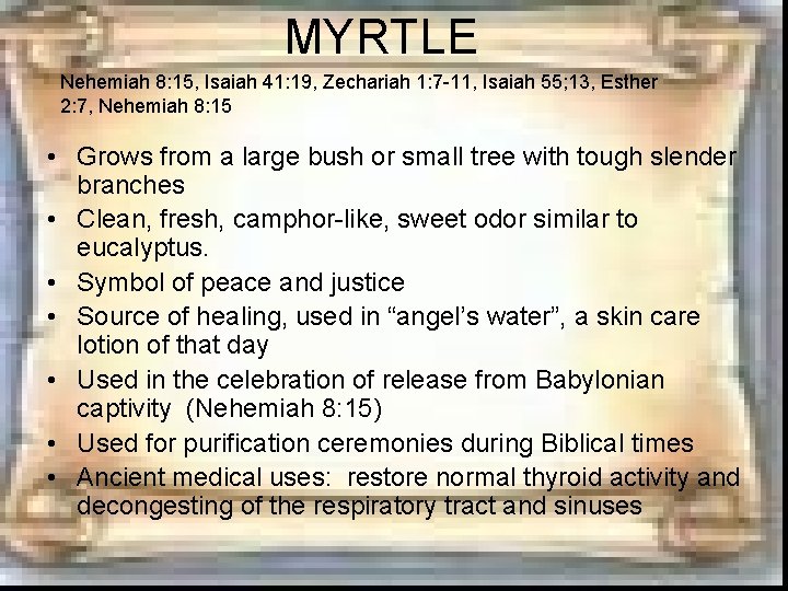 MYRTLE Nehemiah 8: 15, Isaiah 41: 19, Zechariah 1: 7 -11, Isaiah 55; 13, MYRTLE Nehemiah 8: 15, Isaiah 41: 19, Zechariah 1: 7 -11, Isaiah 55; 13,