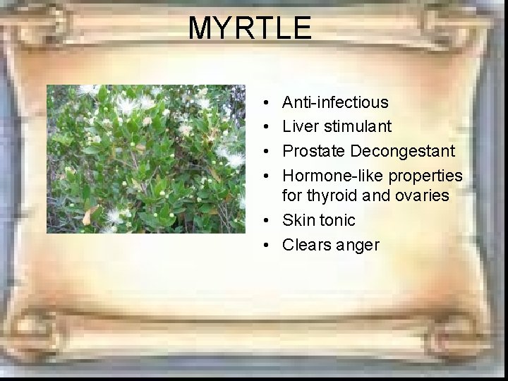 MYRTLE • • Anti-infectious Liver stimulant Prostate Decongestant Hormone-like properties for thyroid and ovaries MYRTLE • • Anti-infectious Liver stimulant Prostate Decongestant Hormone-like properties for thyroid and ovaries