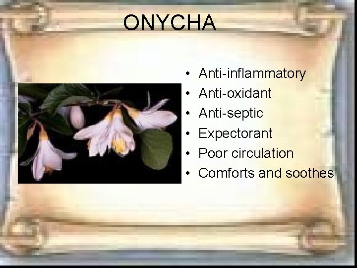 ONYCHA • • • Anti-inflammatory Anti-oxidant Anti-septic Expectorant Poor circulation Comforts and soothes ONYCHA • • • Anti-inflammatory Anti-oxidant Anti-septic Expectorant Poor circulation Comforts and soothes