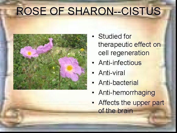 ROSE OF SHARON--CISTUS • Studied for therapeutic effect on cell regeneration • Anti-infectious • ROSE OF SHARON--CISTUS • Studied for therapeutic effect on cell regeneration • Anti-infectious •