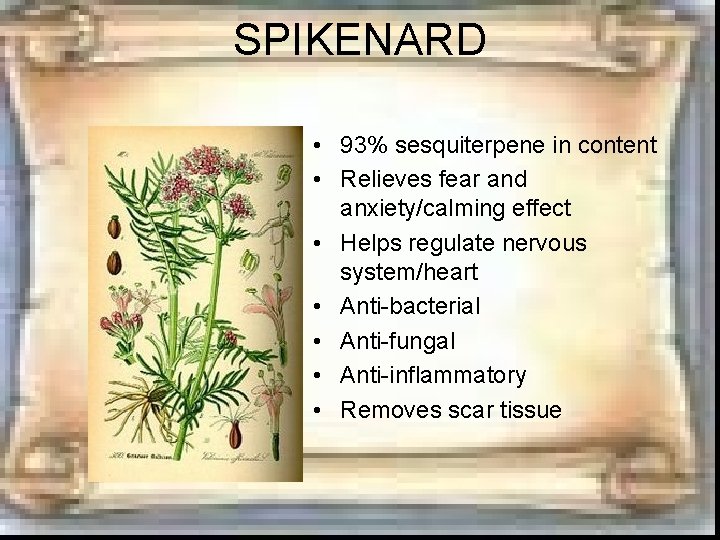 SPIKENARD • 93% sesquiterpene in content • Relieves fear and anxiety/calming effect • Helps SPIKENARD • 93% sesquiterpene in content • Relieves fear and anxiety/calming effect • Helps