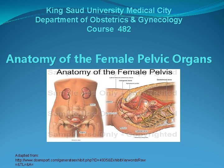 King Saud University Medical City Department of Obstetrics & Gynecology Course 482 Anatomy of