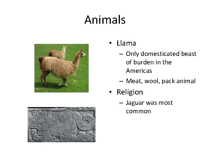 Animals • Llama – Only domesticated beast of burden in the Americas – Meat,