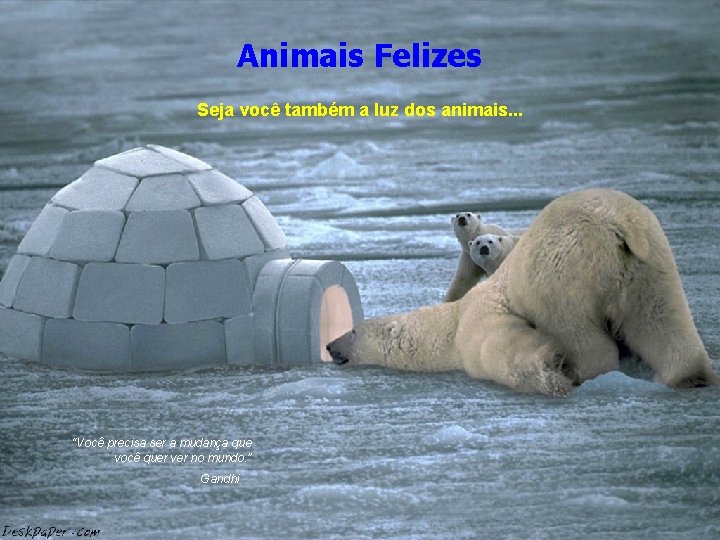 Animais Felizes Seja você também a luz dos animais. . . “Você precisa ser