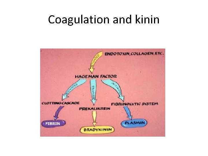 Coagulation and kinin 