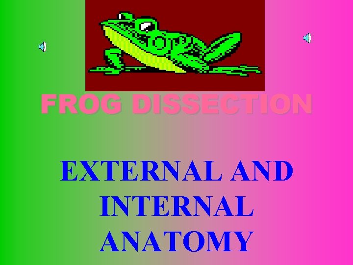 FROG DISSECTION EXTERNAL AND INTERNAL ANATOMY 