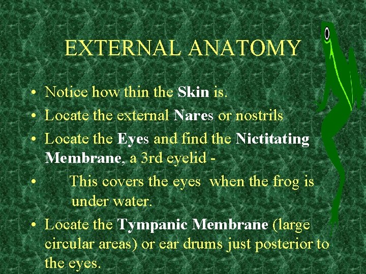 EXTERNAL ANATOMY • Notice how thin the Skin is. • Locate the external Nares