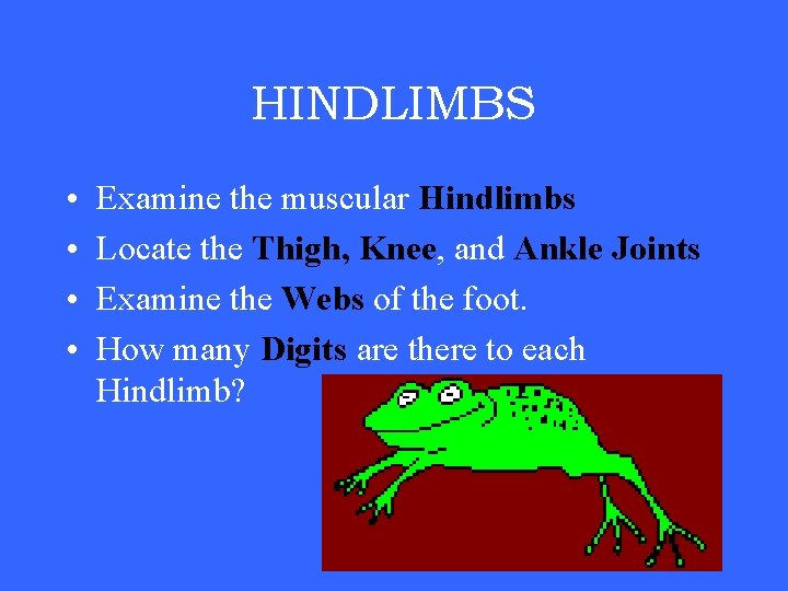 HINDLIMBS • • Examine the muscular Hindlimbs Locate the Thigh, Knee, and Ankle Joints