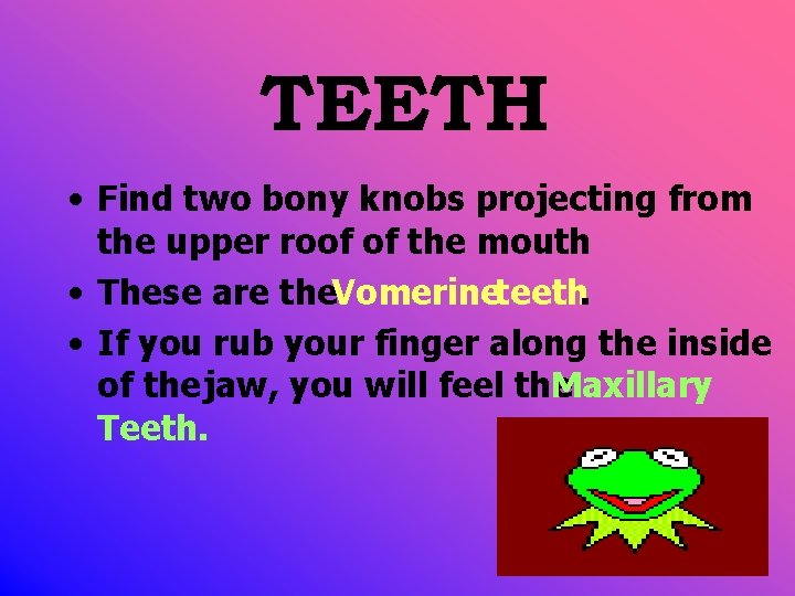 TEETH • Find two bony knobs projecting from the upper roof of the mouth