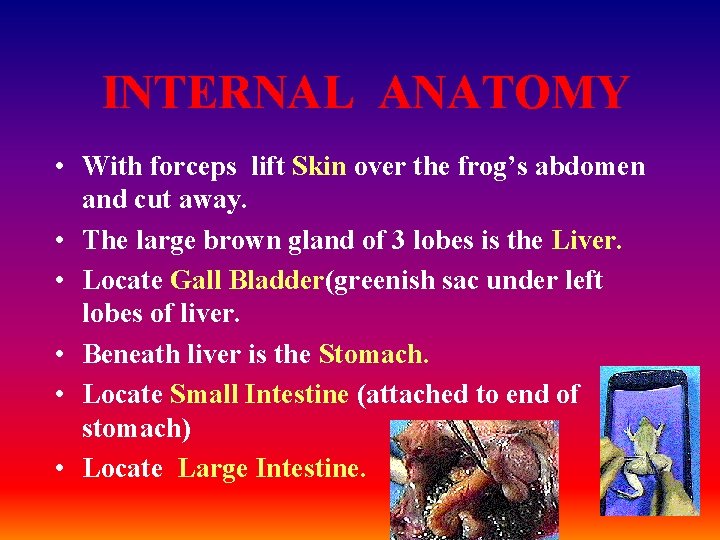 INTERNAL ANATOMY • With forceps lift Skin over the frog’s abdomen and cut away.