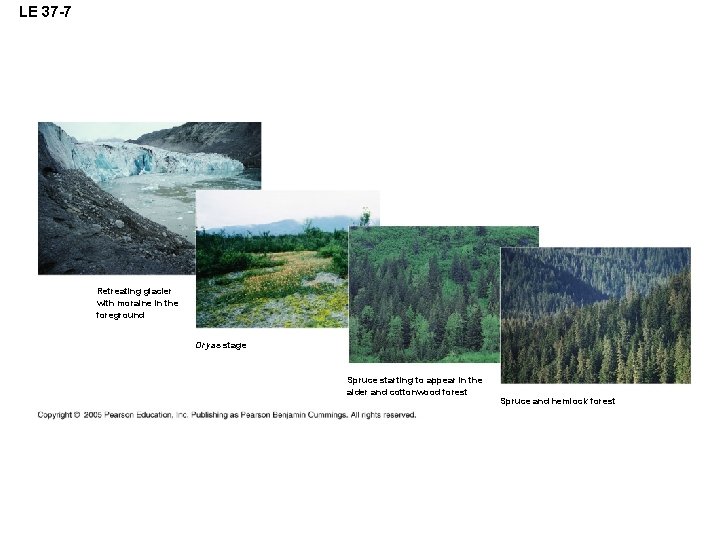 LE 37 -7 Retreating glacier with moraine in the foreground Dryas stage Spruce starting