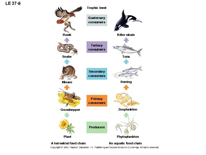 LE 37 -9 Trophic level Quaternary consumers Hawk Killer whale Tertiary consumers Snake Tuna