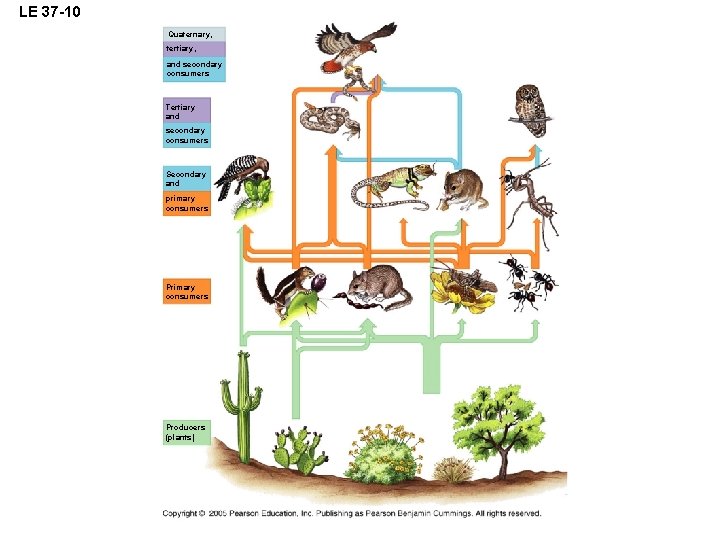 LE 37 -10 Quaternary, tertiary, and secondary consumers Tertiary and secondary consumers Secondary and
