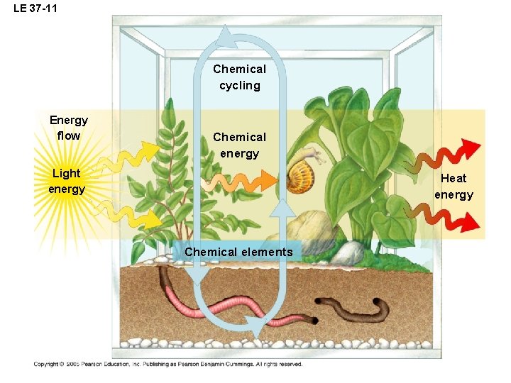 LE 37 -11 Chemical cycling Energy flow Chemical energy Light energy Heat energy Chemical