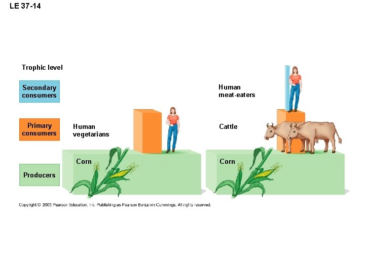 LE 37 -14 Trophic level Human meat-eaters Secondary consumers Primary consumers Human vegetarians Corn