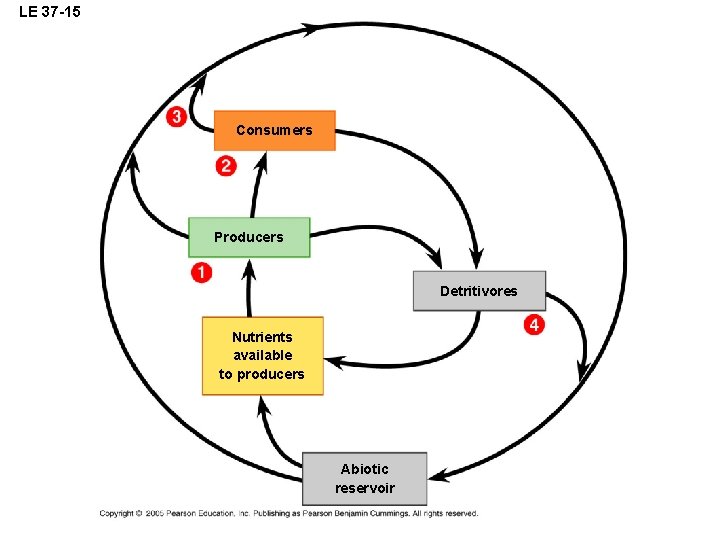 LE 37 -15 Consumers Producers Detritivores Nutrients available to producers Abiotic reservoir 