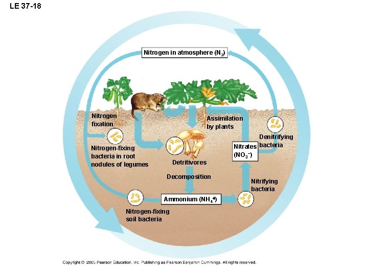 LE 37 -18 Nitrogen in atmosphere (N 2) Nitrogen fixation Assimilation by plants Nitrogen-fixing