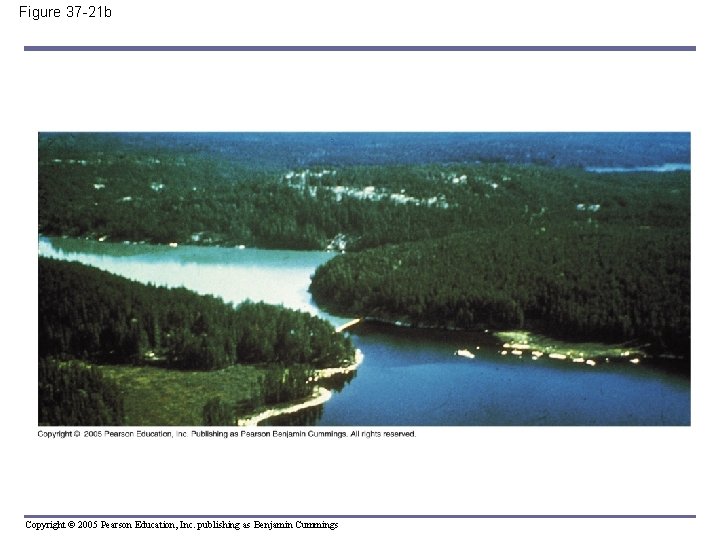 Figure 37 -21 b Copyright © 2005 Pearson Education, Inc. publishing as Benjamin Cummings