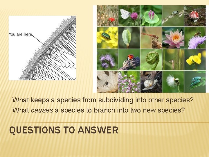 What keeps a species from subdividing into other species? What causes a species to