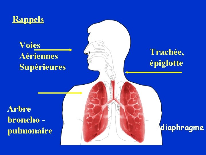 Rappels Voies Aériennes Supérieures Arbre broncho pulmonaire Trachée, épiglotte diaphragme 