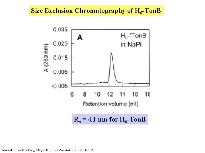 Size Exclusion Chromatography of H 6 -Ton. B Rs = 4. 1 nm for