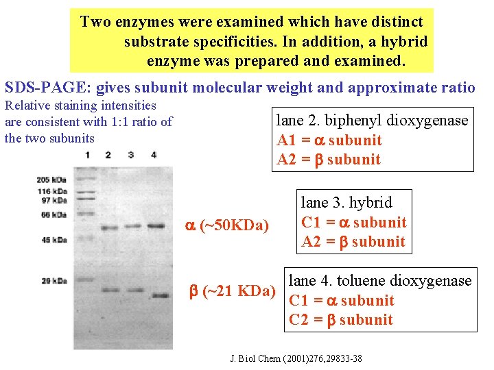 Two enzymes were examined which have distinct substrate specificities. In addition, a hybrid enzyme