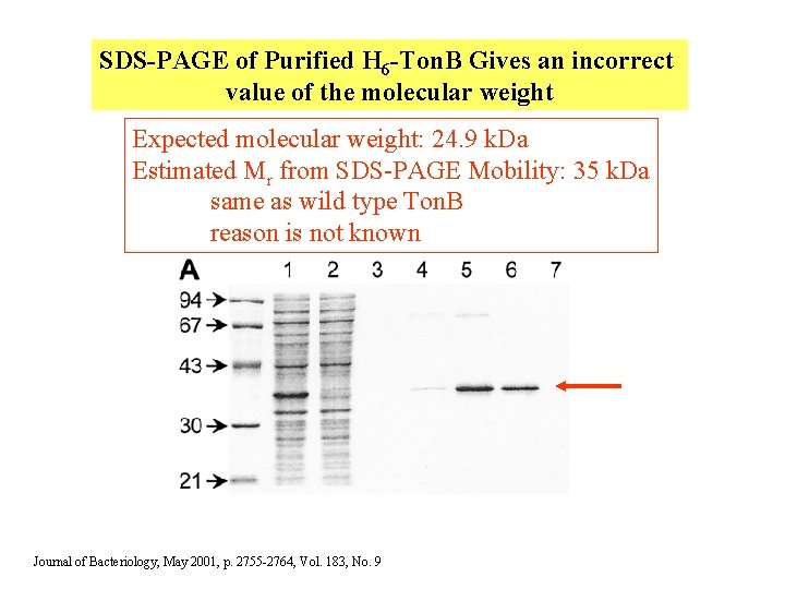 SDS-PAGE of Purified H 6 -Ton. B Gives an incorrect value of the molecular