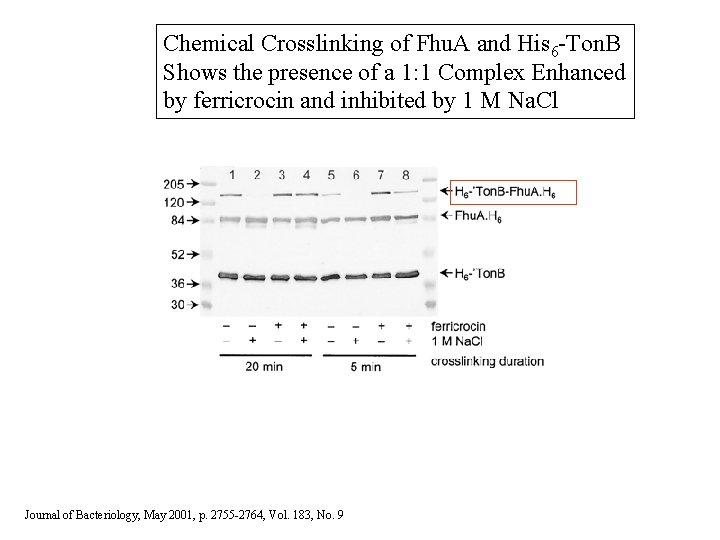 Chemical Crosslinking of Fhu. A and His 6 -Ton. B Shows the presence of