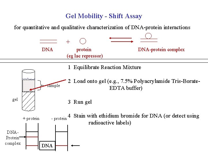 Gel Mobility - Shift Assay for quantitative and qualitative characterization of DNA-protein interactions +