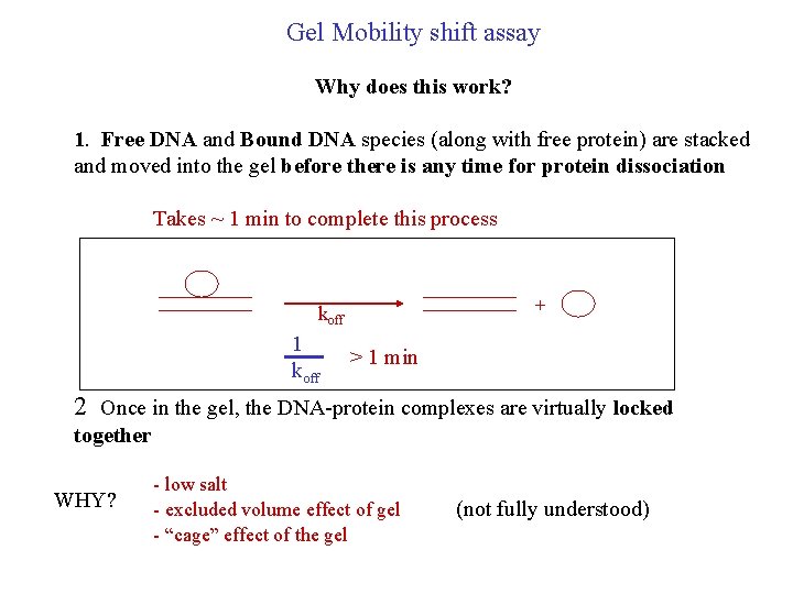 Gel Mobility shift assay Why does this work? 1. Free DNA and Bound DNA