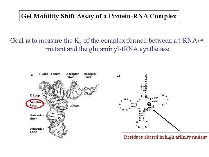 Gel Mobility Shift Assay of a Protein-RNA Complex Goal is to measure the Kd