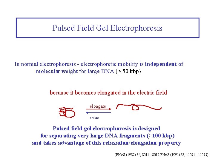 Pulsed Field Gel Electrophoresis In normal electrophoresis - electrophoretic mobility is independent of molecular
