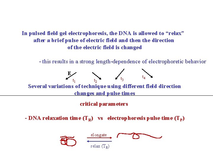 In pulsed field gel electrophoresis, the DNA is allowed to “relax” after a brief