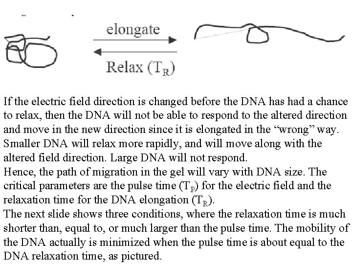 If the electric field direction is changed before the DNA has had a chance